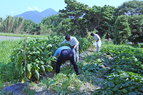 野菜が実り収穫している様子