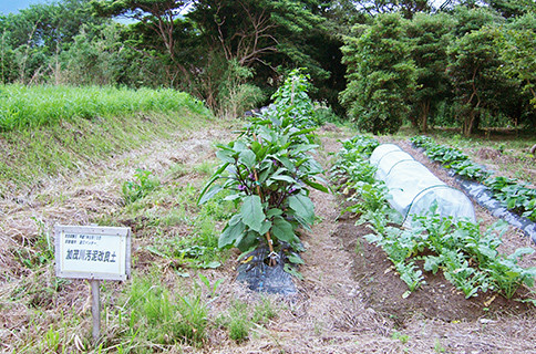 順調に生育する野菜各種